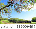 真岡鐵道「新緑の風景の中を走るSLもおか号」 真岡鐵道「新緑の風景の中を走るSLもおか号」 139009495