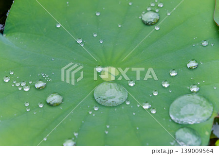 ハスの葉の上で輝く雨上がりの水滴 ハスの葉の上で輝く雨上がりの水滴 139009564