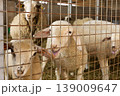 Herd of sheep in pen on livestock farm 139009647