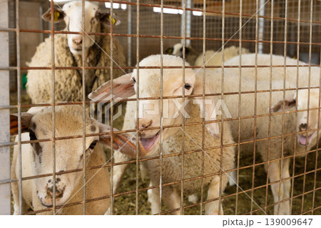 Herd of sheep in pen on livestock farm Herd of sheep in pen on livestock farm 139009647