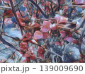 Beautiful blossoming pink flowers and magnolia buds on branches without leaves. Blue sky and sunlight. Wedding invitation or greeting card from March 8. The beginning of spring. Delicate white petals 139009690