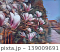 Beautiful blossoming pink flowers and magnolia buds on branches without leaves. Blue sky and sunlight. Wedding invitation or greeting card from March 8. The beginning of spring. Delicate white petals 139009691