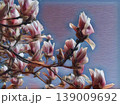 Beautiful blossoming pink flowers and magnolia buds on branches without leaves. Blue sky and sunlight. Wedding invitation or greeting card from March 8. The beginning of spring. Delicate white petals 139009692