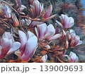 Beautiful blossoming pink flowers and magnolia buds on branches without leaves. Blue sky and sunlight. Wedding invitation or greeting card from March 8. The beginning of spring. Delicate white petals 139009693