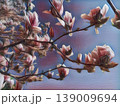 Beautiful blossoming pink flowers and magnolia buds on branches without leaves. Blue sky and sunlight. Wedding invitation or greeting card from March 8. The beginning of spring. Delicate white petals 139009694