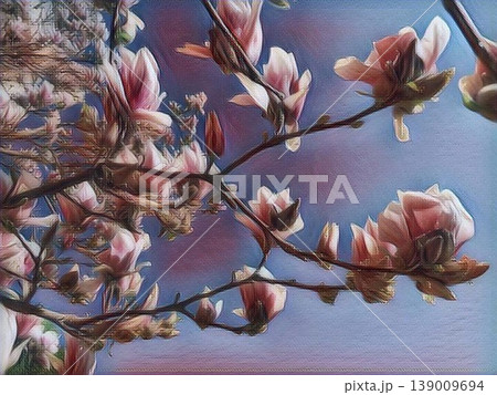Beautiful blossoming pink flowers and magnolia buds on branches without leaves. Blue sky and sunlight. Wedding invitation or greeting card from March 8. The beginning of spring. Delicate white petals Beautiful blossoming pink flowers and magnolia buds on branches without leaves. Blue sky and sunlight. Wedding invitation or greeting card from March 8. The beginning of spring. Delicate white petals 139009694