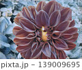 dahlia in art style. One flower with many dark petals 139009695
