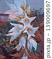 Campanula Carpatica blooms in the summer in the garden. Many white Carpathian bells. Beautiful floral background with white flowers 139009697