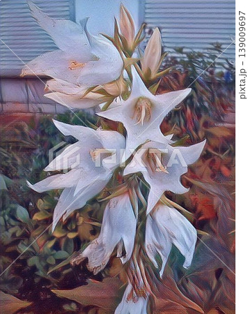 Campanula Carpatica blooms in the summer in the garden. Many white Carpathian bells. Beautiful floral background with white flowers Campanula Carpatica blooms in the summer in the garden. Many white Carpathian bells. Beautiful floral background with white flowers 139009697