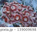Turkish carnation or Sweet William - Dianthus barbatus. Close-up in art style. Beautiful tender carnations in the garden on a flower bed 139009698