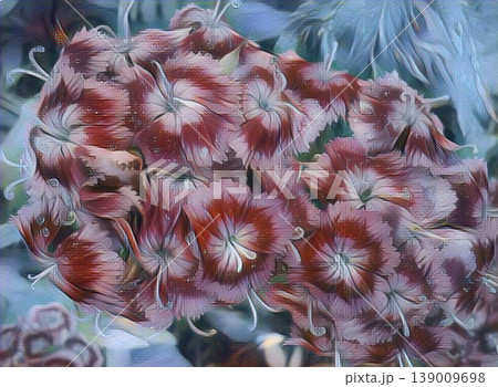 Turkish carnation or Sweet William - Dianthus barbatus. Close-up in art style. Beautiful tender carnations in the garden on a flower bed Turkish carnation or Sweet William - Dianthus barbatus. Close-up in art style. Beautiful tender carnations in the garden on a flower bed 139009698