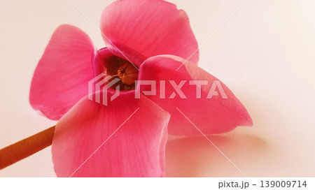 Red cyclamen flower on a white background. A tender plant is ripped off. Greeting card or congratulation on March 8 or mothers day Red cyclamen flower on a white background. A tender plant is ripped off. Greeting card or congratulation on March 8 or mothers day 139009714