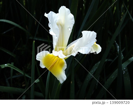 beautiful white iris with delicate delicate petals. The yellow inside of the flower. Dark green and black background. beautiful white iris with delicate delicate petals. The yellow inside of the flower. Dark green and black background. 139009720