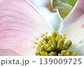 ハナミズキの花のマクロ写真 139009725