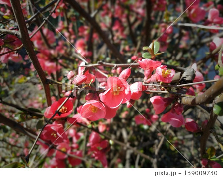 Beautiful pink and red henomeles flowers. Shrub without leaves blooms in early spring. Delicate petals and yellow stamens and pistils with nectar. Greeting card or bouquet. Dark vignetting 139009730