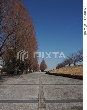 冬の公園の冬枯れした並木道 冬の公園の冬枯れした並木道 139009737