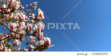 Beautiful blossoming pink flowers and magnolia buds on branches without leaves. Blue sky and sunlight. Wedding invitation or greeting card from March 8. The beginning of spring. Delicate white petals Beautiful blossoming pink flowers and magnolia buds on branches without leaves. Blue sky and sunlight. Wedding invitation or greeting card from March 8. The beginning of spring. Delicate white petals 139009797