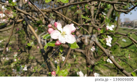 Tender flower petals of apple tree. Apple trees in lush flowering white flowers. Pestles and stamens are noticeable. Spring in the orchard. The beginning of agricultural work Tender flower petals of apple tree. Apple trees in lush flowering white flowers. Pestles and stamens are noticeable. Spring in the orchard. The beginning of agricultural work 139009800