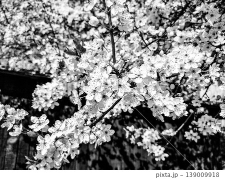 Beautiful white spring flowers. Lushly blooming cherries, apricots, plums. Spring Festival. Japanese tradition. Greeting card, layout or floral background. Delicate petals with pestles and stamens Beautiful white spring flowers. Lushly blooming cherries, apricots, plums. Spring Festival. Japanese tradition. Greeting card, layout or floral background. Delicate petals with pestles and stamens 139009918