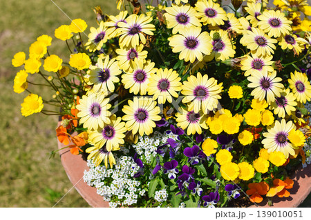 色とりどりの花が咲く春の寄せ植え 色とりどりの花が咲く春の寄せ植え 139010051