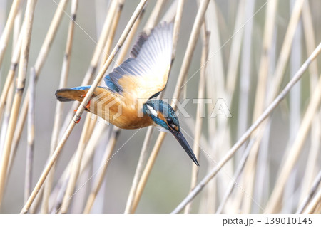 都会で生きるカワセミ 139010145