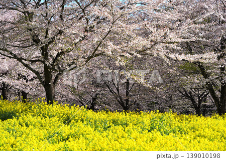 桜と菜の花のある風景 桜と菜の花のある風景 139010198
