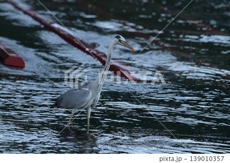 魚を捕まえたアオサギ 魚を捕まえたアオサギ 139010357
