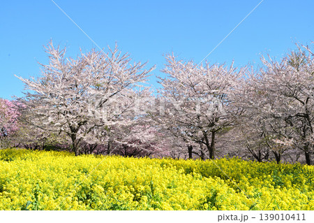 菜の花畑に咲くサクラ 139010411