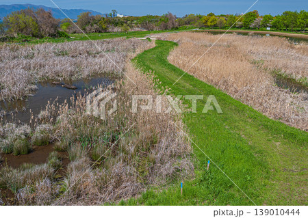 琵琶湖畔の湿地帯　草津市 139010444