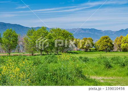 琵琶湖畔の湿地帯　草津市 139010456