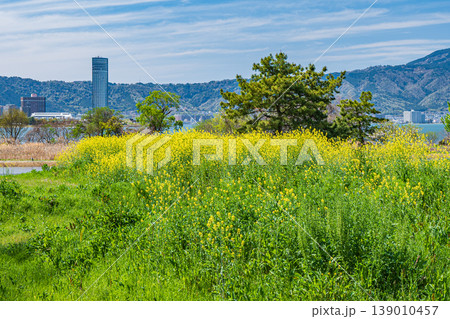 琵琶湖畔の湿地帯に咲く菜の花　草津市 139010457