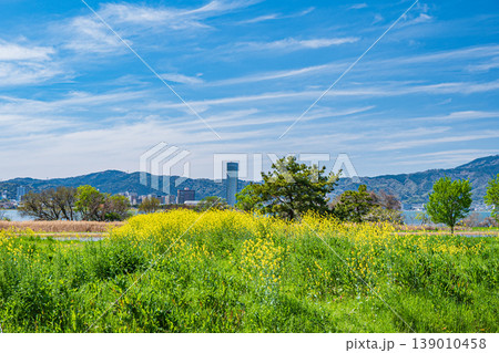 琵琶湖畔の湿地帯に咲く菜の花　草津市 139010458
