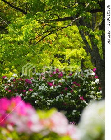 豊橋 向山緑地 公園 ツツジの花 豊橋 向山緑地 公園 ツツジの花 139010536