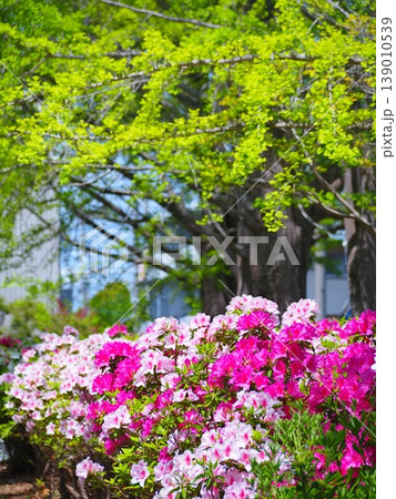 豊橋　向山緑地　公園　ツツジの花 139010539