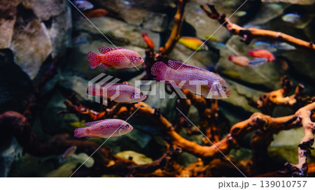 Exotic freshwater fishes in aquarium Exotic freshwater fishes in aquarium 139010757