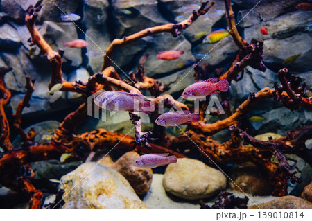 Exotic freshwater fishes in aquarium Exotic freshwater fishes in aquarium 139010814
