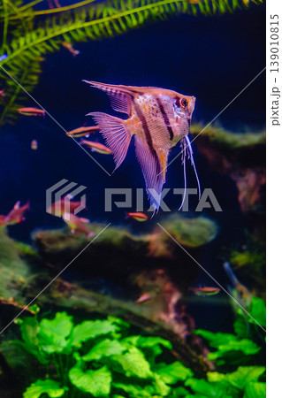 Tropical fish Pterophyllum scalare altum 139010815