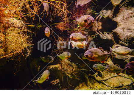 Golden, predatory piranha in the aquarium. Golden, predatory piranha in the aquarium. 139010816