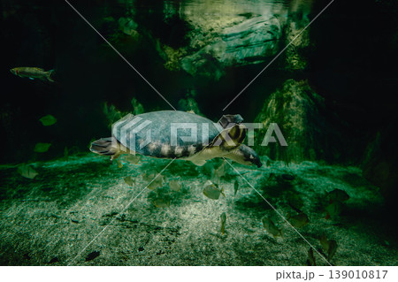 From below of calm big pig nosed turtle From below of calm big pig nosed turtle 139010817