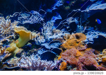 Coral Reef and Tropical Fish 139010820