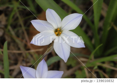 春の野原に咲く白い花びらに紫色の筋の模様が入ったハナニラの花 139010832