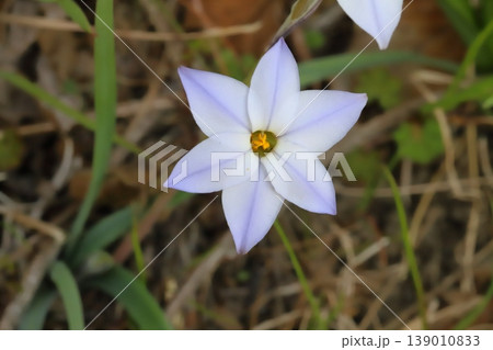 春の野原に咲く白い花びらに紫色の筋の模様が入ったハナニラの花 139010833