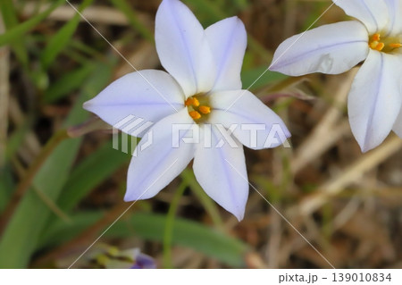 春の野原に咲く白い花びらに紫色の筋の模様が入ったハナニラの花 139010834