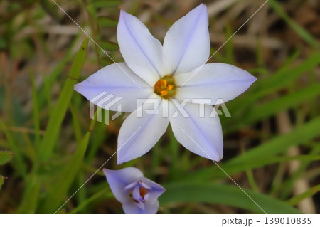 春の野原に咲く白い花びらに紫色の筋の模様が入ったハナニラの花 139010835