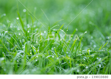 Beautiful tender dew drops on fresh morning grass, close up. Greean grass lawn, blured background, nature concept Beautiful tender dew drops on fresh morning grass, close up. Greean grass lawn, blured background, nature concept 139010880