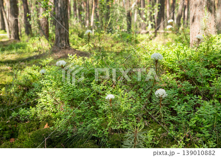 Flowering rhododendron tomentosum or Ledum palustre in the forest, full of sunlight. Plant known as Labrador tea, northern Labrador tea or wild rosemary blooning in wild nature in spring Flowering rhododendron tomentosum or Ledum palustre in the forest, full of sunlight. Plant known as Labrador tea, northern Labrador tea or wild rosemary blooning in wild nature in spring 139010882