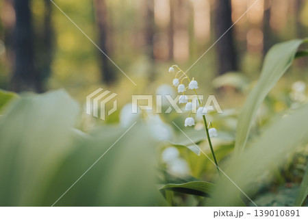 Close up of lily of the valley flowers blooming in pine forest. Bright lily of the valley flowers in spring forest, toned image Close up of lily of the valley flowers blooming in pine forest. Bright lily of the valley flowers in spring forest, toned image 139010891
