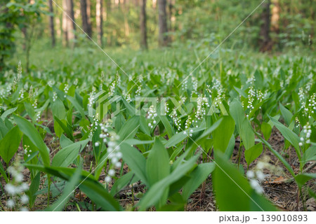 Clearing in the woods with bright blooming lily of the valley flowers. Spring lily of the valley flowers in forest Clearing in the woods with bright blooming lily of the valley flowers. Spring lily of the valley flowers in forest 139010893