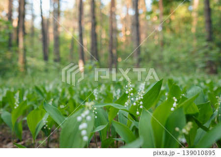 Evening landscape of clearing in the woods with bright blooming lily of the valley flowers. Lily of the valley in bloom in pine forest 139010895