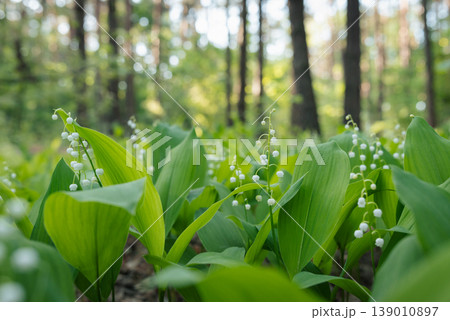 Lily of the valley blooming in pine forest close-up. Landscape of spring flowers on sunny morning Lily of the valley blooming in pine forest close-up. Landscape of spring flowers on sunny morning 139010897